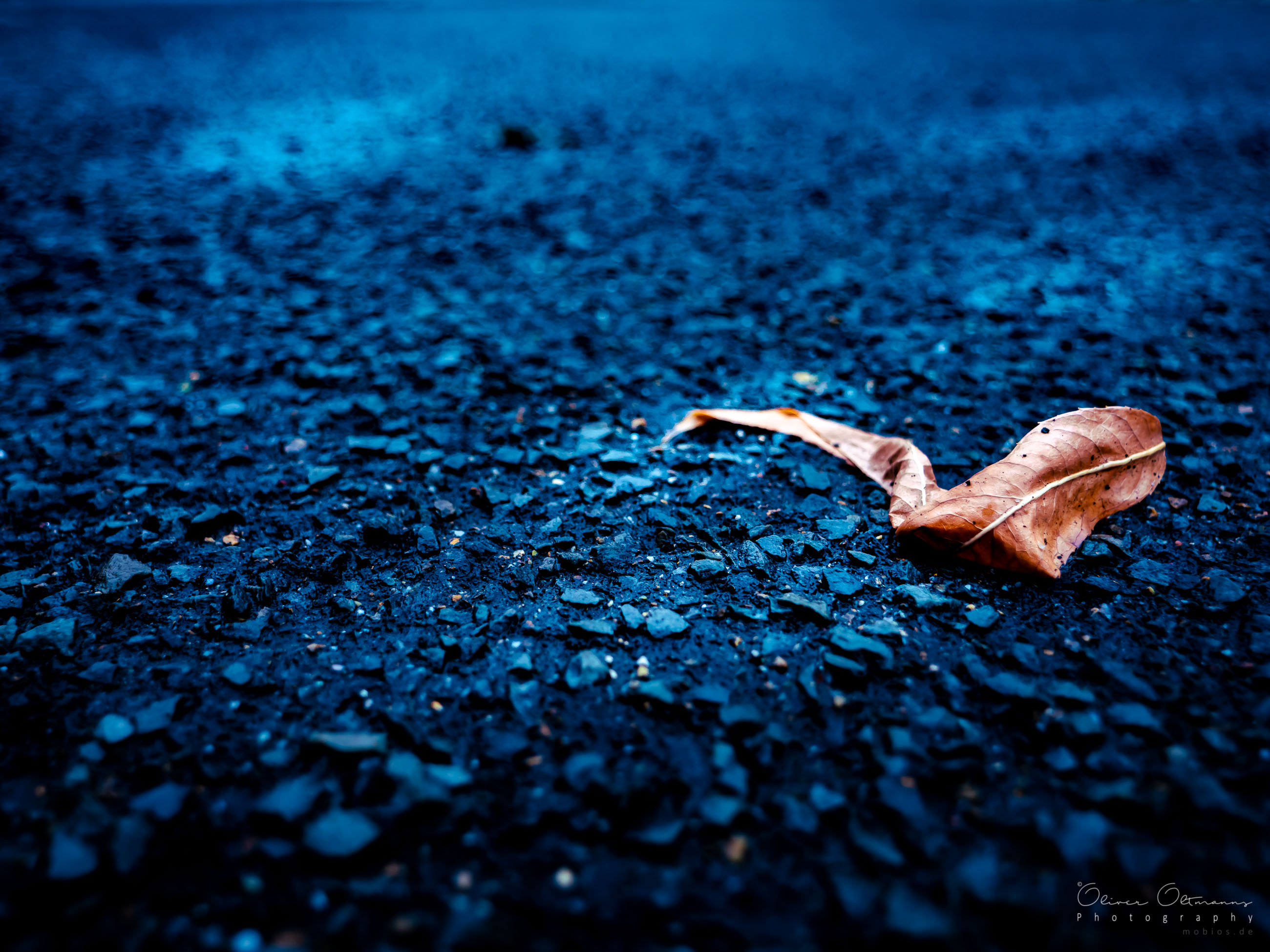 Lonesome Leaf