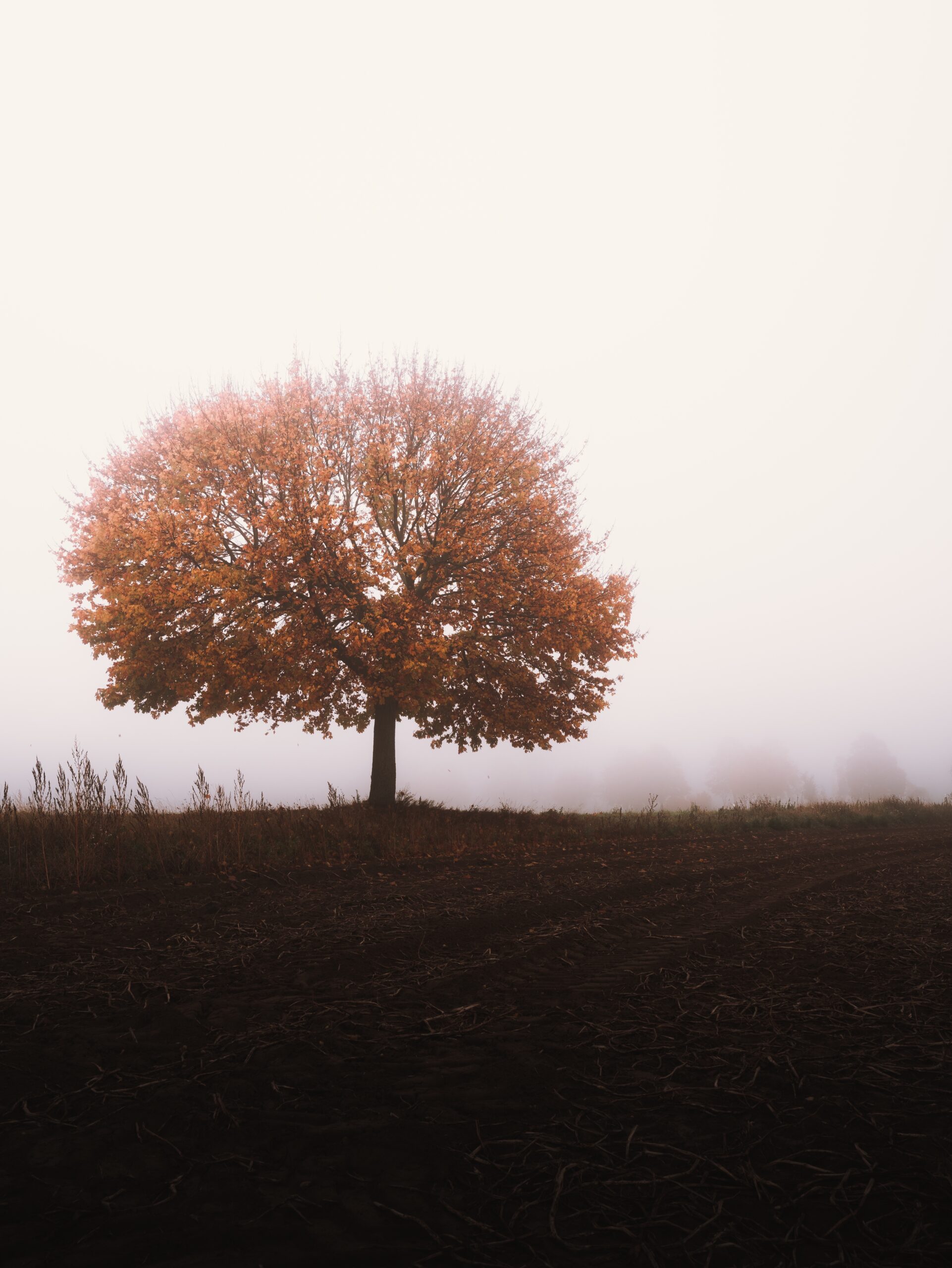 Herbstbaum im Nebel